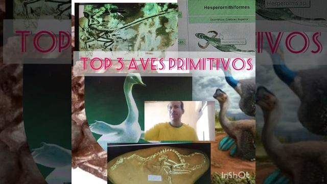 Top 3 terópodes não Aviano