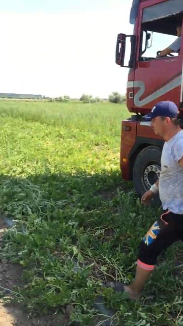 Арбуз Еврика смотреть онлайн