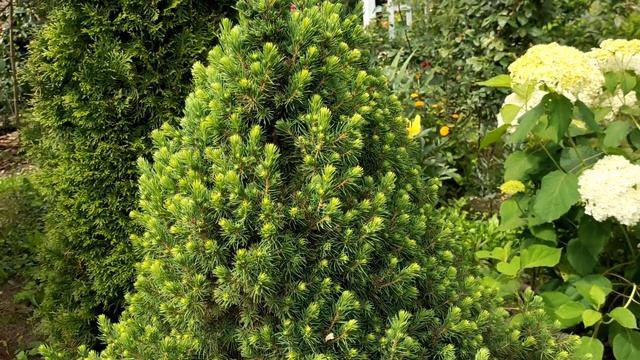 Цветут розы в саду. Вестерленд, Акрополис, Помпонелла, Салита, Винтер Лодж, Дарси Бассел и др. смотреть онлайн