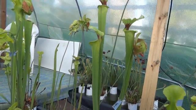 15/04/2021 - Invernadero de Sarracenias смотреть онлайн