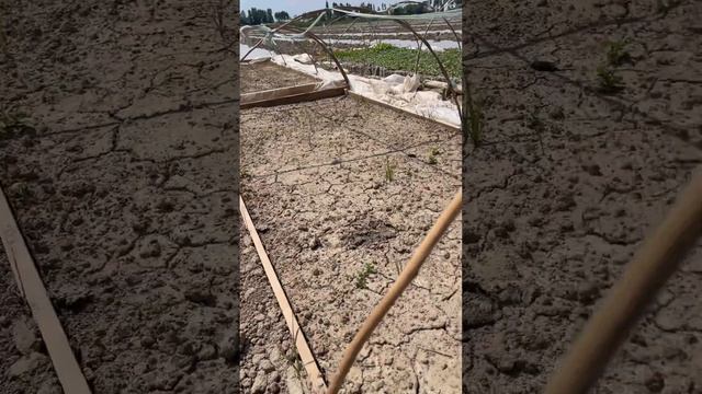 Всхожесть семена лука Банко от компании Сенгента смотреть онлайн