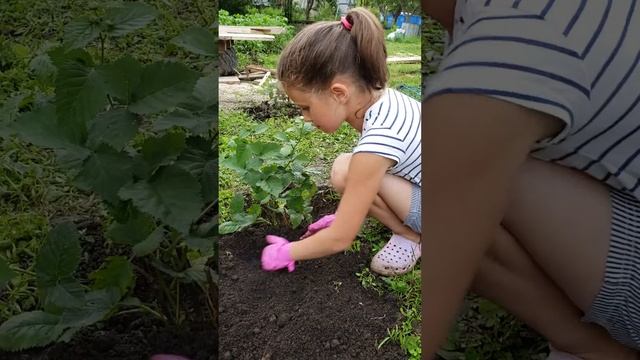 Садимо ожину (ежевику) смотреть онлайн