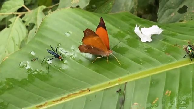 ラオトエツマグロタテハTemenis laothoe トゥタピシコ川 2018/10/27 Rio Tutapishco Orellana, Butterfly of Ecuador смотреть онлайн