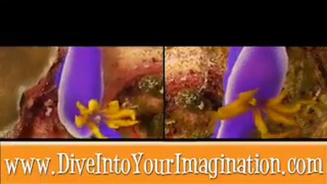 Nudibranch - Sea Slugs - Ocean Animals - Creature Feature смотреть онлайн