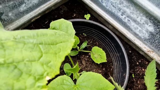 Дожди..дожди и холодные ночи смотреть онлайн