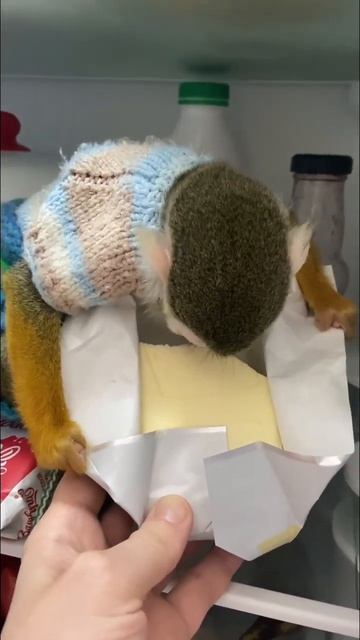 Ревизия провизии #афоня #домашняяобезьяна #саймири смотреть онлайн