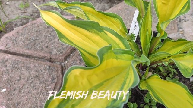 Хоста Flemish Beauty весной....сравним фото и реальность....#hosta #сорта #коллекция