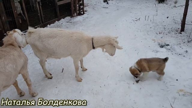 Персик и Вася. Второе покрытие в этом сезоне. смотреть онлайн