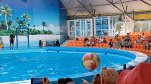 💚Дельфинарий💚