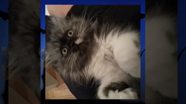 Тошка!!!!!! смотреть онлайн