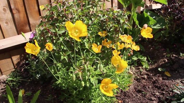 Vibrant and colourful Yellow poppies in an English country garden смотреть онлайн