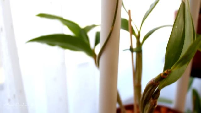 Hoya plants update - Buds again! смотреть онлайн