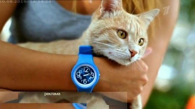 Заставка первого канала лето девушка держит кота на руках смотреть онлайн