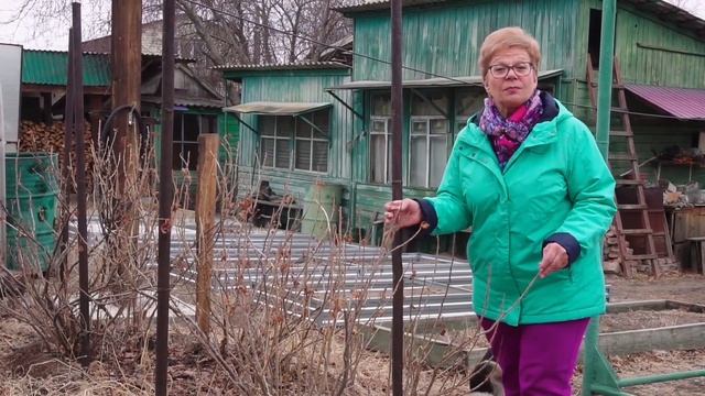 весенняя подготовка кустарников @gladkovskaya смотреть онлайн