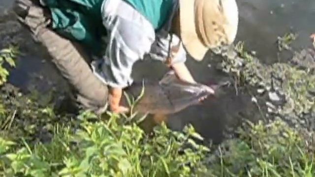 20lb fly-caught carp смотреть онлайн