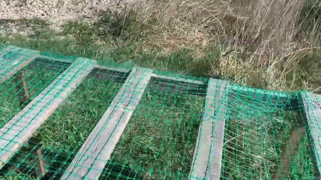 ВСЕ ЦЫПЛЯТА НА ПРОГУЛКЕ😊Передвижная клетка для цыплят, 6 день инкубации в РЯБА 36. 21 апреля2025год смотреть онлайн