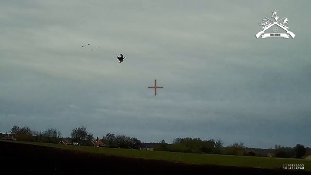 Prigonski lov na Fazana u Madjarskoj/Driven Pheasant hunt in Hungary | E181 смотреть онлайн