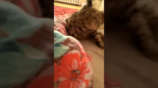 С телефона(4)