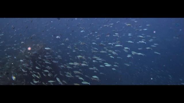 Healthy reef ballet from a North and South Andaman Liveaboard - Jan 2023 by Philippe Vidal смотреть онлайн