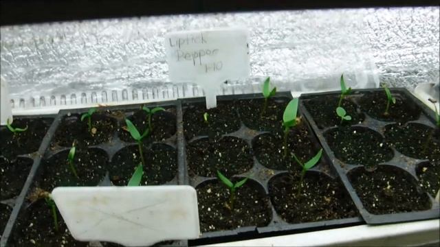 Pepper Seeds Germianted, What Do Pepper Seedlings Look Like, How To Care For Pepper Seedlings смотреть онлайн