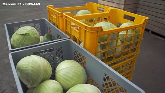 Nowości na sezon 2021 - Marconi F1 i Kepler F1 | KAPUSTY | SYNGENTA WARZYWA смотреть онлайн