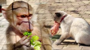 Каждому по букету! Люська аж запищала, как увидела! У Басика появились конкуренты на курицу! Тайган