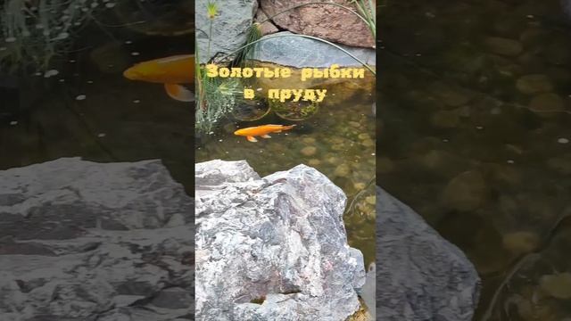 Золотые рыбки в пруду весной. смотреть онлайн