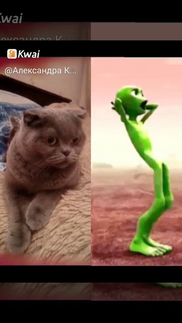 Мой кот в шоке! смотреть онлайн