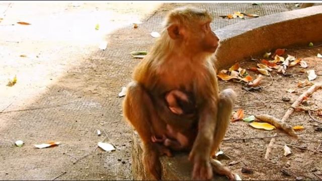 Макака Мери очень старается, чтобы ... 1000047610.mp4 смотреть онлайн