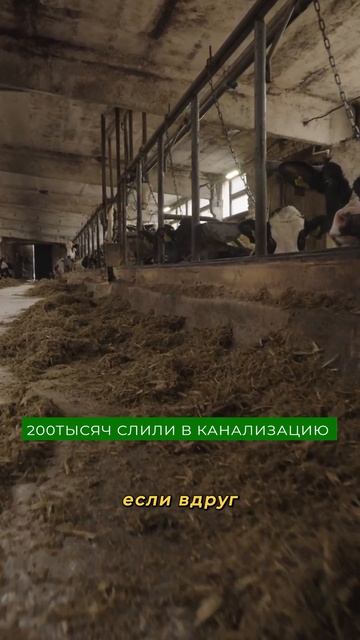 Ферма УНИЧТОЖИЛА целую ПАРТИЮ МОЛОКА из-за антибиотиков! Каков убыток? смотреть онлайн