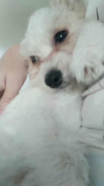 Если повезёт, то в вашей жизни появится собака смотреть онлайн