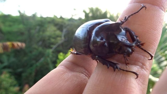 Escarabajo / Actaeon beetle смотреть онлайн