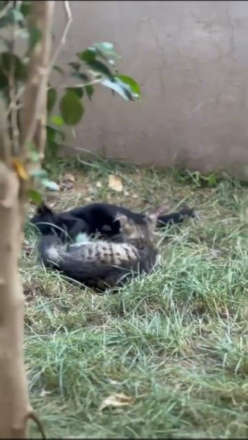 Конфетка играется с Ирискиным хвостом ￼ смотреть онлайн