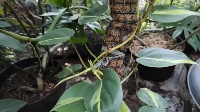 Philodendron Brazil - Review Philodendron Brasil / Sirih Brazil смотреть онлайн