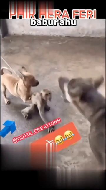 monkey & dog fight dialogue phir Hera pheri monkey 🐒🐒🐒🐒🐒.(Bura rahu)#trending #shorts смотреть онлайн