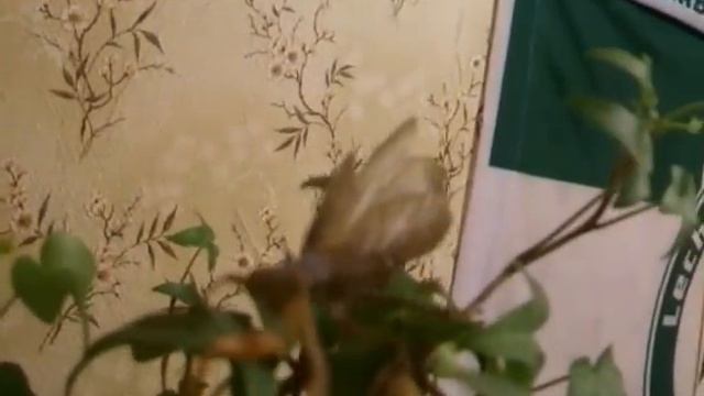 Modliszka zwyczajna (Mantis religiosa) imago