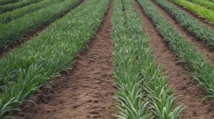 Как сажать лук-слизун - Советы разные