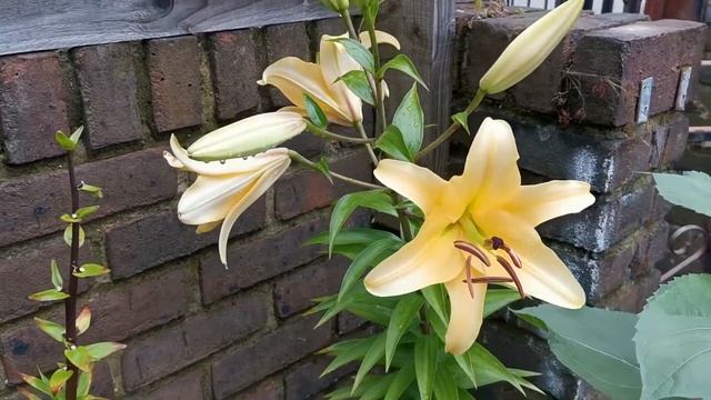 Yellow Rocket Giant Lily | Raw Video смотреть онлайн