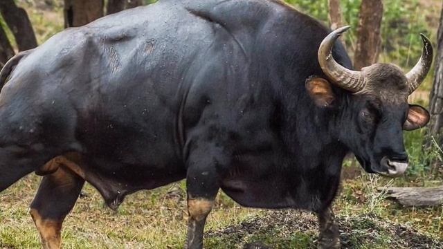 6 Animals That Could Defeat A Tiger смотреть онлайн