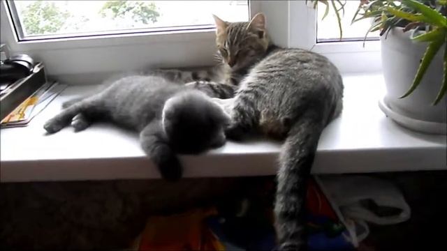 Мои бандиты))) смотреть онлайн