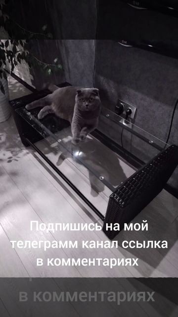 Спокойные фотографии кота Фила смотреть онлайн
