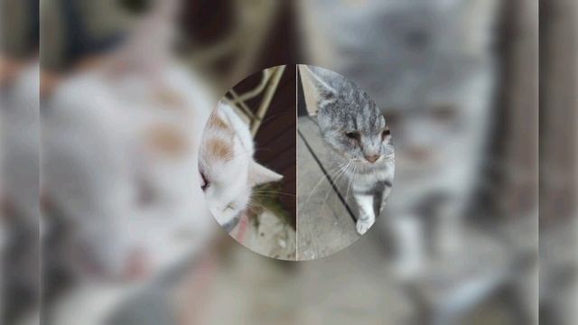 Реп. Трек "Котики" |ЖИВОЙ БЛОГ| смотреть онлайн