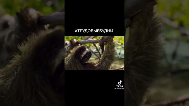 #ленивец #прикол смотреть онлайн
