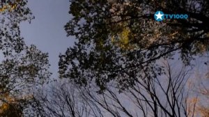 Смена логотипа и оформления (TV1000, 28.11.2021)