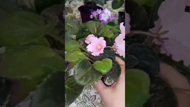 Спорт и сорт смотреть онлайн