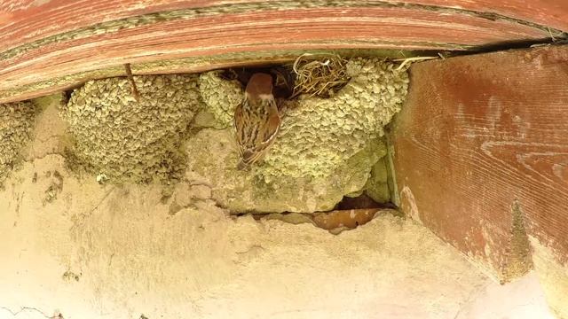 Воробей полевой 160507 1 в гнезде воронка pa160528 14 0003 смотреть онлайн