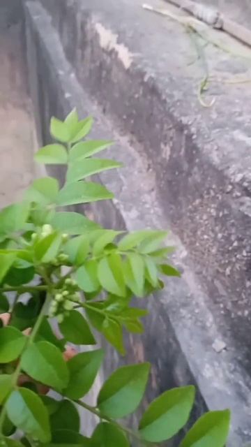 curry plant flowers #curry #kari #plant #shorts смотреть онлайн