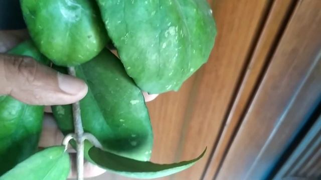 Hoya Vitellina 💙💙💙