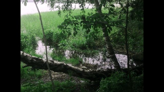 Образ Ивы - Scolopendra gigantea смотреть онлайн