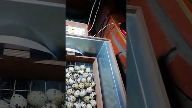 Перепела лупятся! смотреть онлайн